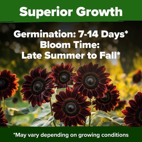 Chocolate Cherry Sunflower Seeds - 75 Seeds - Deep Burgundy Blooms