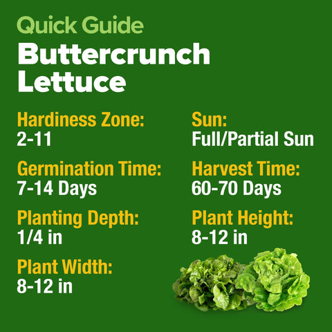Buttercrunch Lettuce Seeds - 1,975 Seeds - Classic Butterhead