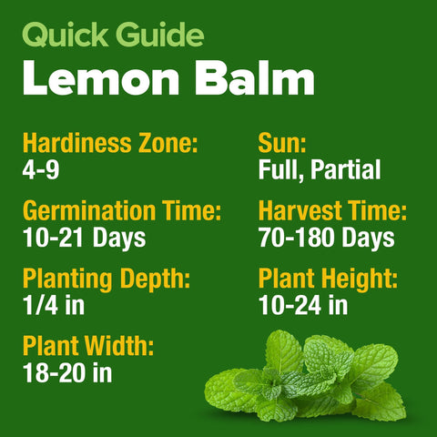Lemon Balm Seeds - 403 Seeds - Citrus-Scented Perennial