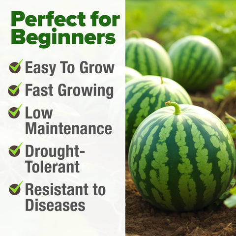 Organic Crimson Sweet Watermelon Seeds - 15 Seeds - 20-25 lb Melons