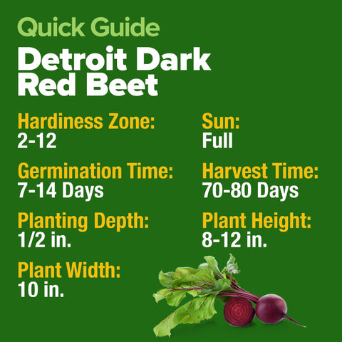 Detroit Dark Red Beet Seeds - 500 Seeds - Sweet Heirloom Roots