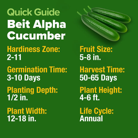 Beit Alpha Persian Cucumber Seeds - 100 Seeds - Harvest in 50-60 Days
