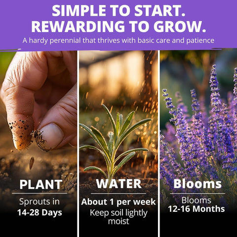 English Lavender Seeds - 1,500 Seeds - Fragrant Perennial