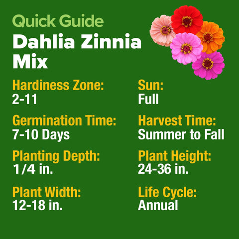 Dahlia Zinnia Seeds - 1,048 Seeds (2-Pack) - Large Double Blooms