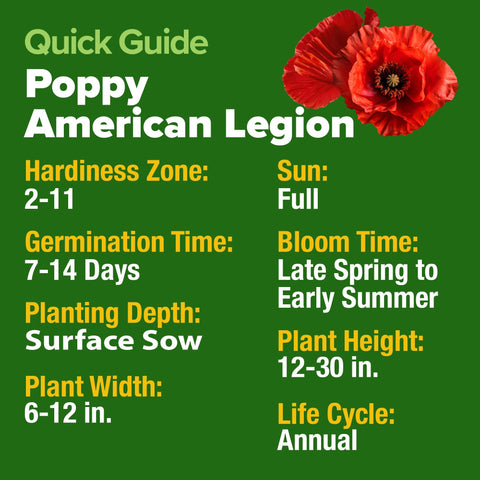 American Legion Poppy Seeds - 6,000 Seeds - Brilliant Red Blooms