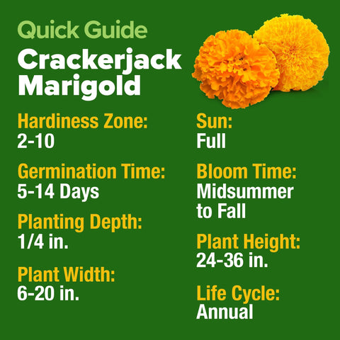 Crackerjack Marigold Seeds - 5,600 Seeds - Tall Orange & Gold Blooms