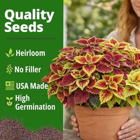 Rainbow Coleus Seeds - 400 Seeds - Multicolor Shade Foliage