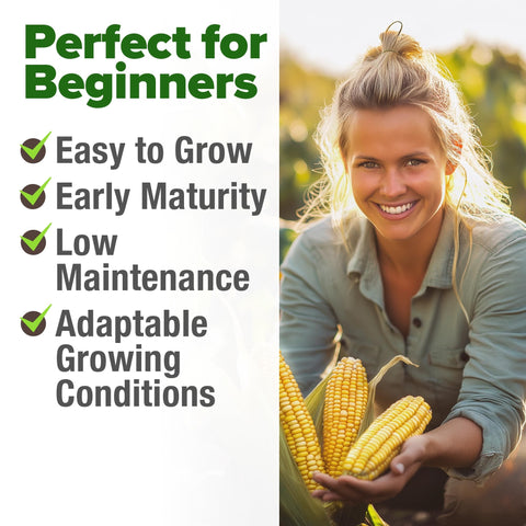 Golden Bantam Sweet Corn Seeds - 100 Seeds - Classic Heirloom