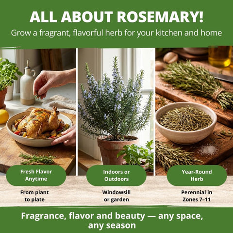 Rosemary Seeds - 150 Seeds - Classic Perennial Herb