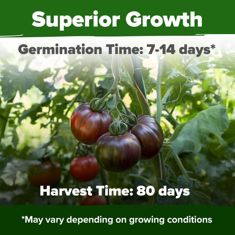 Cherokee Purple Tomato Seeds - 106 Seeds (2-Pack) - Smoky-Sweet