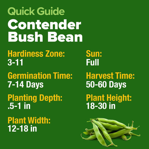 Contender Bush Bean Seeds - 56 Seeds (2-Pack) - Stringless Heirloom