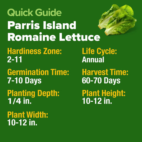 Parris Island Romaine Lettuce Seeds - 3,500 Seeds - Crisp Heirloom