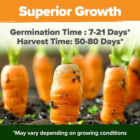 Rainbow Carrot Seed Pack - 10 Varieties - Red, Purple & Yellow Roots