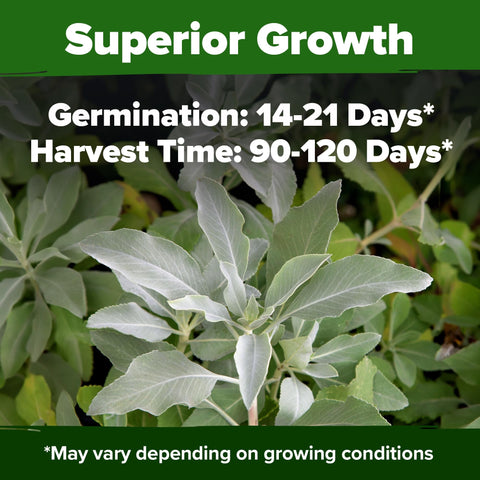White Sage Seeds - 323 Seeds - Drought-Tolerant Perennial
