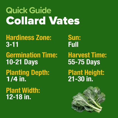Vates Collard Seeds - 600 Seeds (2-Pack) - Cold-Hardy Heirloom