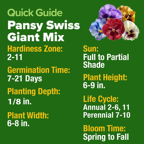 Swiss Giant Pansy Seeds - 1,500 Seeds - Cold-Tolerant Blooms