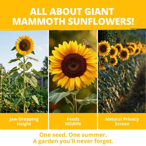 Mammoth Sunflower Seeds - 520 Seeds - Grows Up to 12 ft Tall