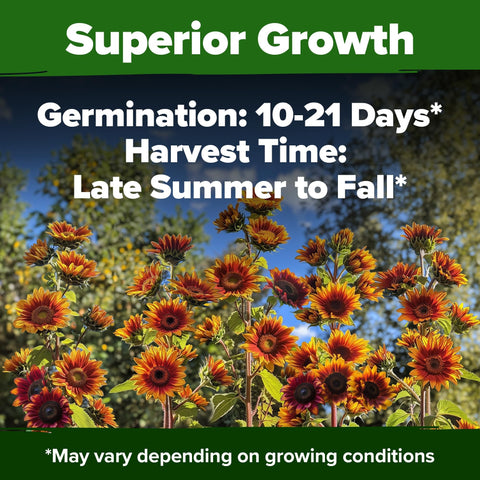 Autumn Beauty Sunflower Seeds - 40 Seeds - Multi-Color Blooms