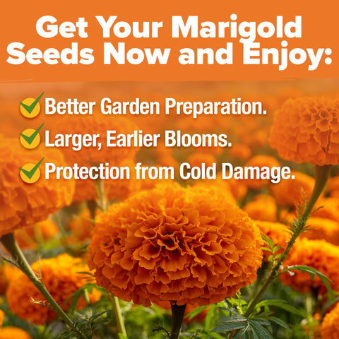 Crackerjack Marigold Seeds - 35,000 Seeds (4.25 oz) - Tall African Mix