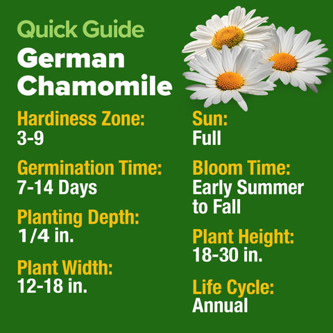 German Chamomile Seeds - 2,280 Seeds - Classic Tea Herb