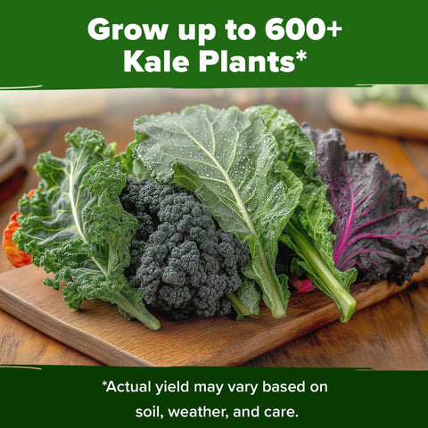 Kale Seed Pack - 4 Varieties (700+ Seeds)