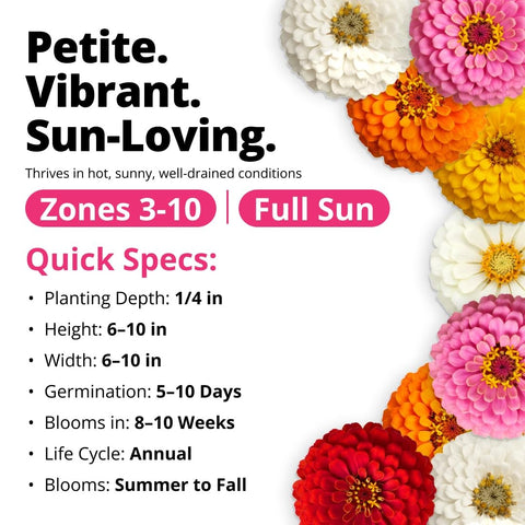 Thumbelina Dwarf Zinnia Seeds - 500 Seeds - Patio & Container Blooms