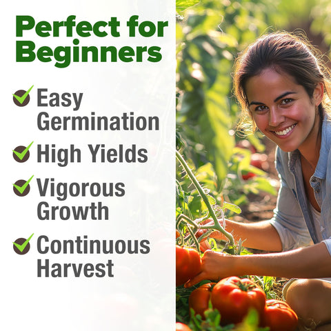 Beefsteak Tomato Seeds - 300 Seeds - Classic Heirloom Slicer