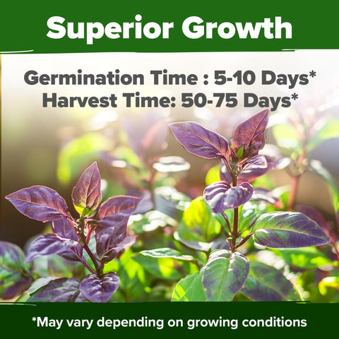 Thai Basil Seeds - 876 Seeds (2-Pack) - Aromatic Heirloom