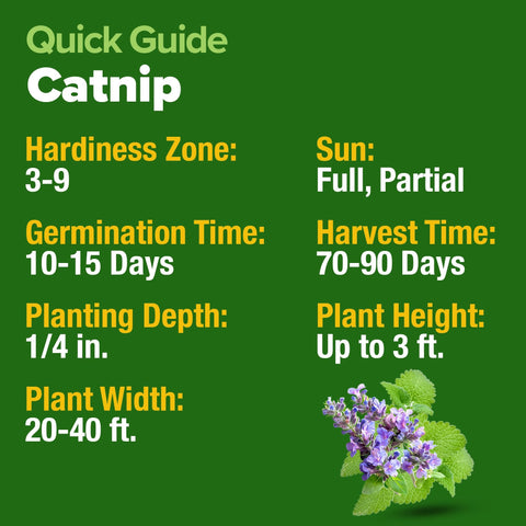 Catnip Seeds - 4,232 Seeds (2-Pack) - Heirloom Cat Herb