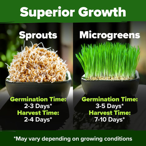 Hard Red Winter Wheatgrass Seeds - 1.5 lb (~12,000 Seeds)