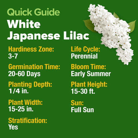White Japanese Lilac Tree Seeds - 53 Seeds - Fragrant Flowering Tree