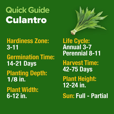 Culantro Seeds - 360 Seeds - Bold Recao Flavor