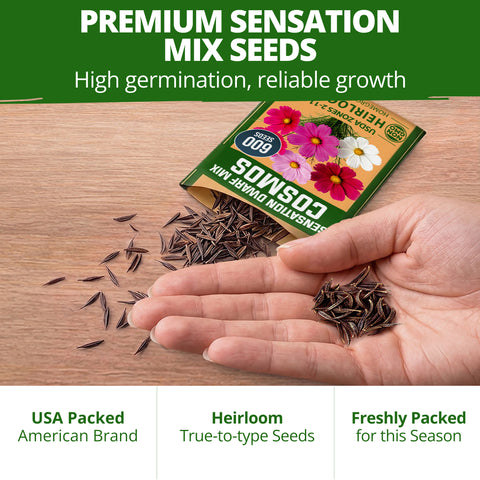 HOME GROWN Sensation Dwarf Mix Cosmos 1,200 Seeds, Cosmos bipinnatus, Heirloom Non-GMO, Pink Rose White Crimson Blooms, Compact Plants