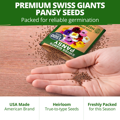 HOME GROWN Swiss Giant Pansy Seeds – 1,500 Heirloom Non-GMO Viola Seeds (2.127g), Mixed Colors, Cool-Season Spring & Fall Blooms for 2026