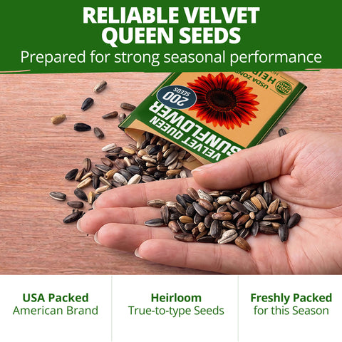 HOME GROWN Velvet Queen Sunflower 200 Seeds, Helianthus annuus, Heirloom Non-GMO, Russet Red Burgundy Blooms, 5–8 Ft Tall