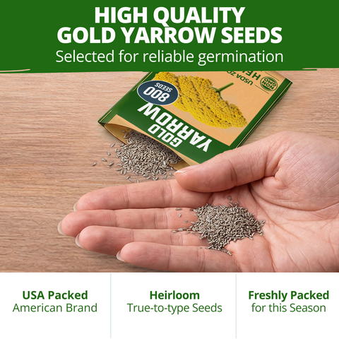 HOME GROWN Gold Yarrow Flower Seeds – 800 Heirloom Non-GMO Seeds, Achillea filipendulina, Golden Yellow Perennial Flowers for Planting, Pollinator & Cut Gardens
