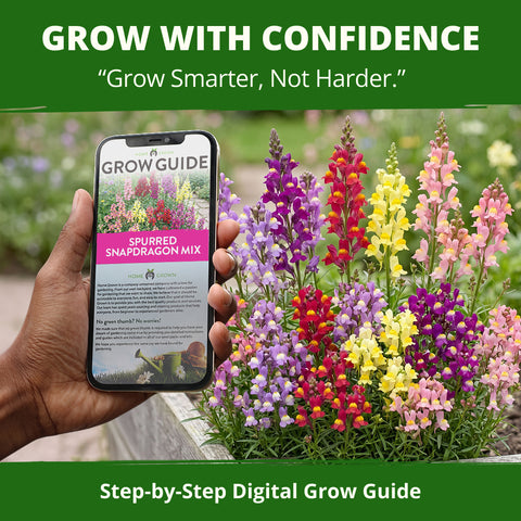 HOME GROWN Snapdragon Spurred Mix Fairy Bouquet & Northern Lights Seeds – 6,000 Heirloom Non-GMO Linaria maroccana, Pollinator Friendly, Mixed Flowers