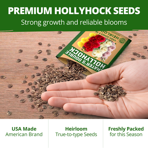 HOME GROWN Hollyhock Chaters Double Mix 100 Seeds (0.9g) – Alcea rosea Flower Seeds for Planting Spring 2026, Double Hollyhock Seeds Perennial Giant, Tall Cottage Garden Blooms
