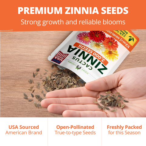 HOME GROWN Zinnia Cactus Mix Seeds – 2000 Seeds for Spring 2026, Large Bloom Zinnia elegans, Easy Grow Garden & Cut Flowers