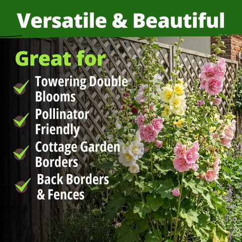 Chater's Double Hollyhock Seeds - 2,400 Seeds - 5-8 ft Double Blooms