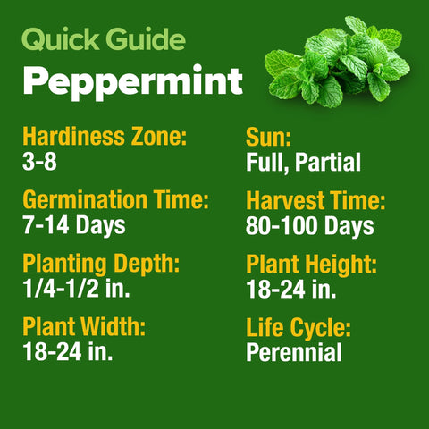 Peppermint Seeds - 2,370 Seeds - Classic Tea & Cooking Herb