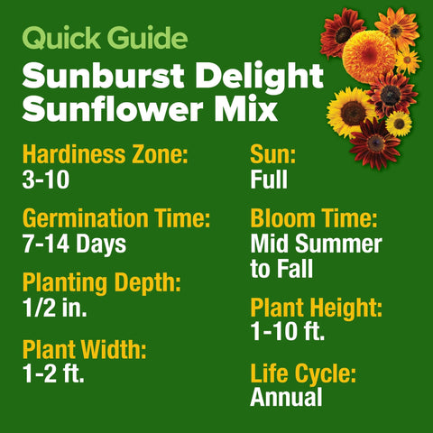 Mixed Sunflower Seeds - 1,500 Seeds - 9 Colorful Varieties