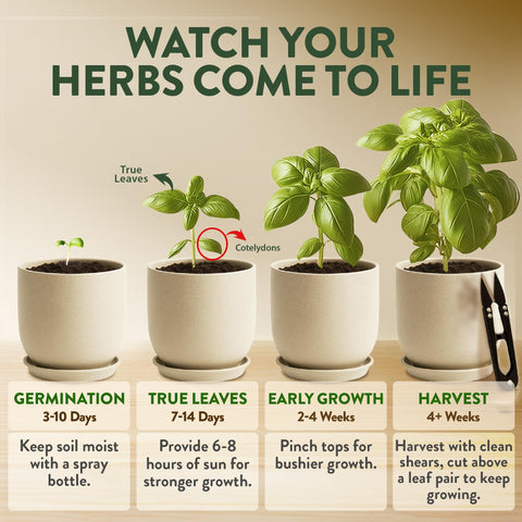 Organic Indoor Herb Garden Kit - 4 Herb Varieties - With Pots & Soil