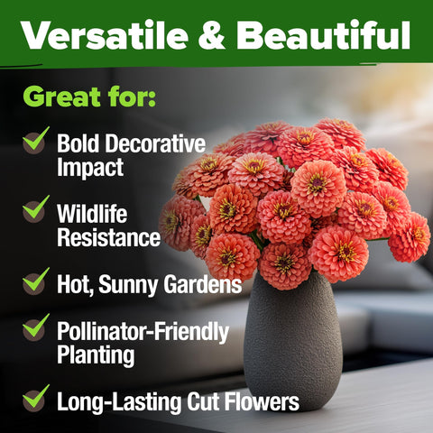 Coral Zinnia Seeds - 300 Seeds - Coral-Pink Blooms