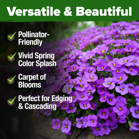 Aubrieta Rock Cress Seeds - 300 Seeds - Purple Perennial Ground Cover