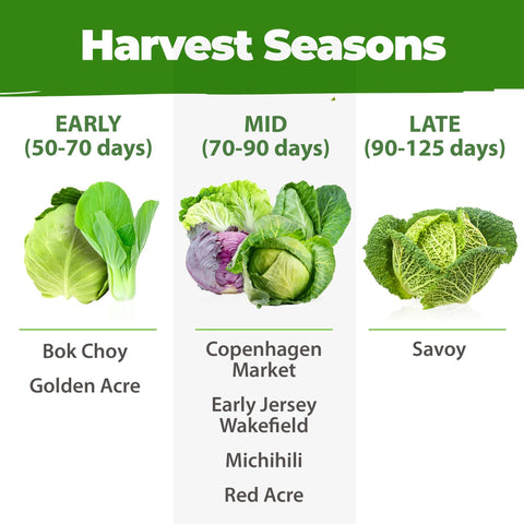 Cabbage Seed Pack - 7 Varieties (2,000+ Seeds) - Heirloom Mix
