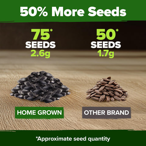 Chocolate Cherry Sunflower Seeds - 75 Seeds - Deep Burgundy Blooms