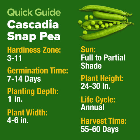 Organic Cascadia Snap Pea Seeds - 100 Seeds - Sweet Stringless Pods