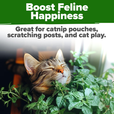 Catnip Seeds - 4,232 Seeds (2-Pack) - Heirloom Cat Herb