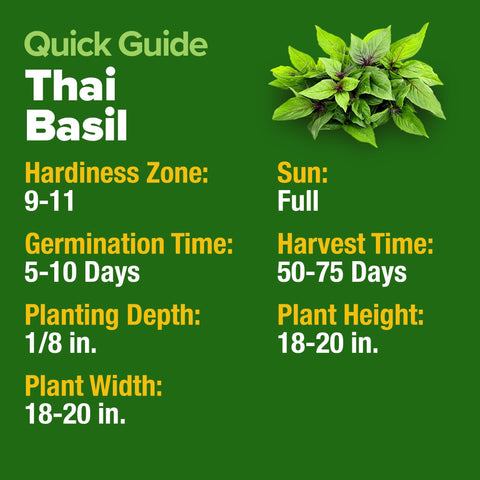 Thai Basil Seeds - 438 Seeds - Aromatic Heirloom